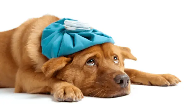 Bệnh Tiểu Đường, Đái Tháo Đường Ở Chó Là Gì?