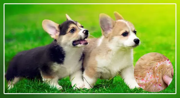 Bệnh Viêm Da Ở Chó Là Gì?
