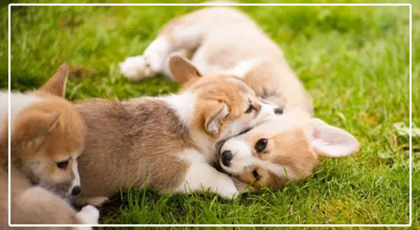 Bệnh Viêm Da Ở Chó Có Lây Không?