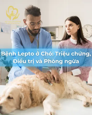 Bệnh Xoắn Khuẩn Ở Chó