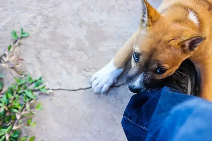 Bị Chó Cắn Chảy Máu: Cần Sơ Cứu Để Phòng Bệnh Dại Như Thế Nào?