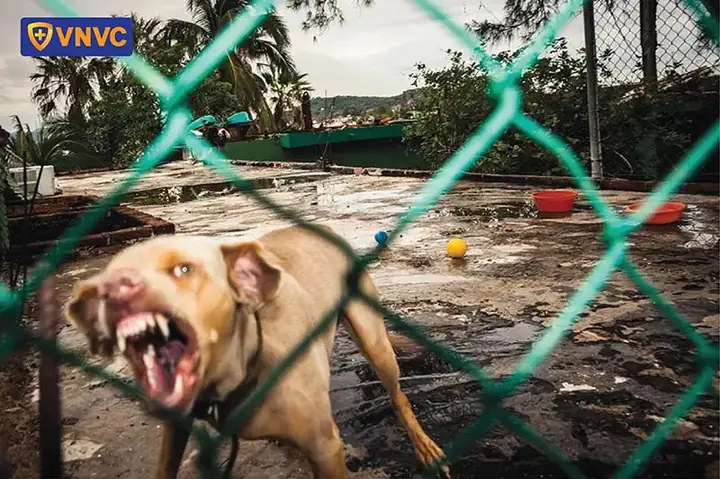 Bị Chó Dại Cắn Có Sao Không?