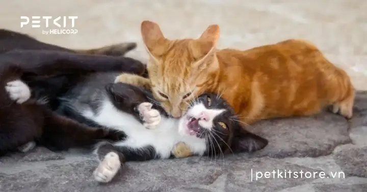 Quá Trình Phát Bệnh Dại Ở Mèo Quá Trình Phát Bệnh Dại Ở Mèo