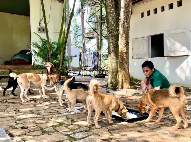 E-magazinechuyện Về “biệt Đội” Cứu Hộ Chó, Mèo