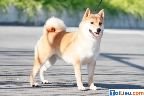 Dàn Ý Biểu Cảm Về Con Vật Nuôi: Con Chó Lớp 7 Chi Tiết