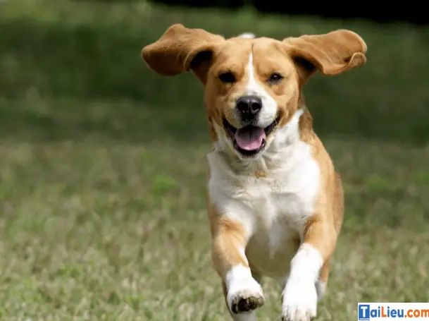 Bài Văn Mẫu Cảm Nghĩ Về Con Vật Nuôi: Con Chó Số 2