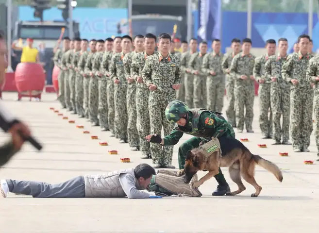 Màn Biểu Diễn Mãn Nhãn Của Đội Quân Khuyển