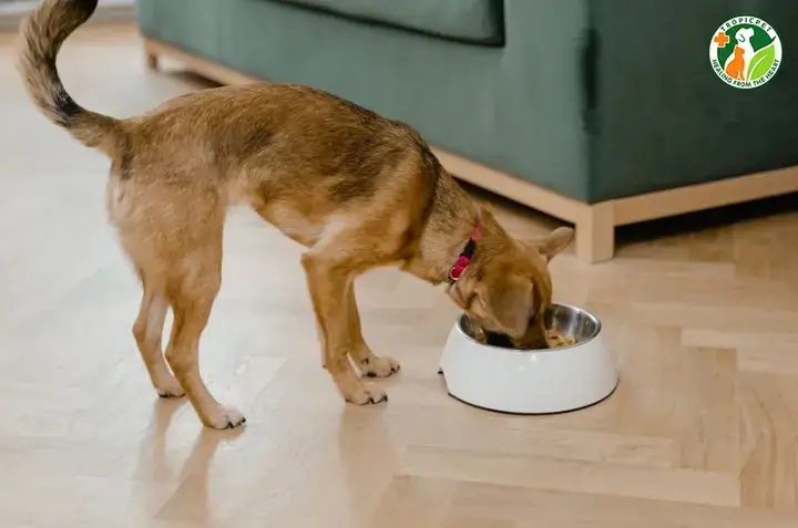 Biểu Đồ Tăng Trưởng Của Chó Becgie: Hướng Dẫn Chi Tiết Từ Sơ Sinh Đến Trưởng Thành