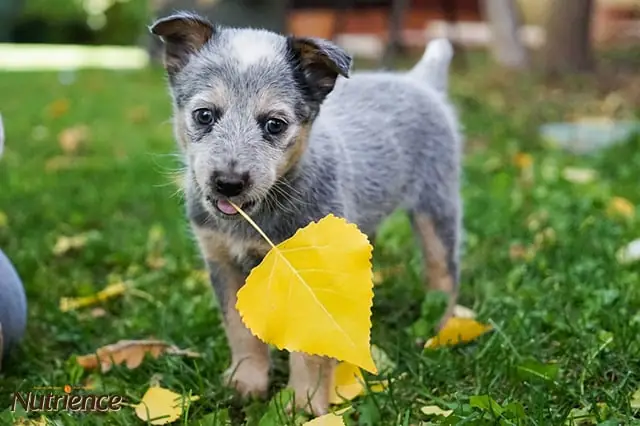 Mang Thứ Gì Đó Đến Cho Bạn