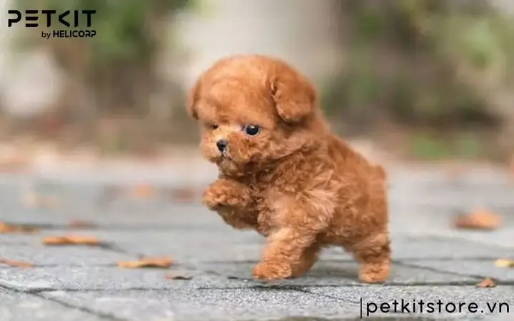 Có Nên Cạo Lông Máu Cho Chó Poodle Không?