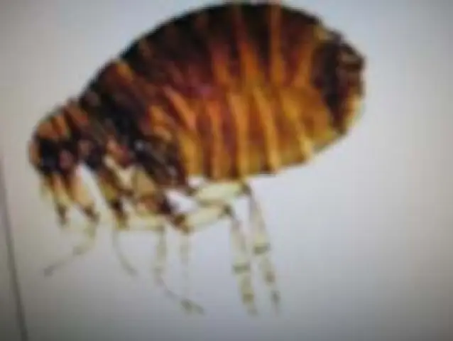 Bọ Chét Chó Sống Bao Lâu