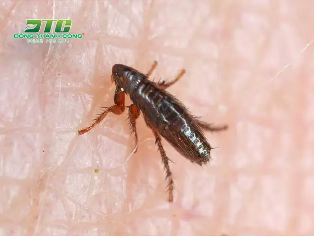 Trồng Cây Đuổi Bọ Chó Là Phương Pháp Hiệu Quả