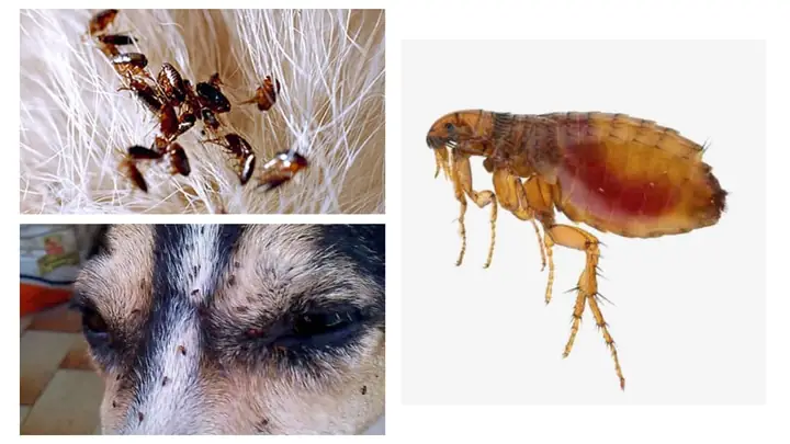 Những Loại Cây Nào Giúp Xua Đuổi Bọ Chó Hiệu Quả?