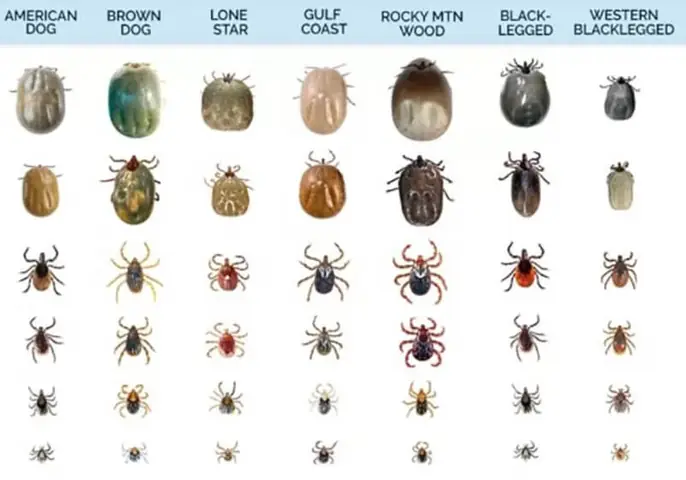 Bọ Chó Sợ Mùi Gì? 7 Mùi Tự Nhiên Khiến Bọ Chó Tránh Xa