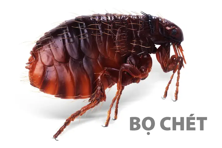 Bọ Chó Sợ Mùi Gì? 7 Mùi Tự Nhiên Khiến Bọ Chó Tránh Xa