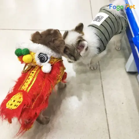 Địa Chỉ Mua Áo Lân Cho Chó Mèo Giá Rẻ Chất Lượng