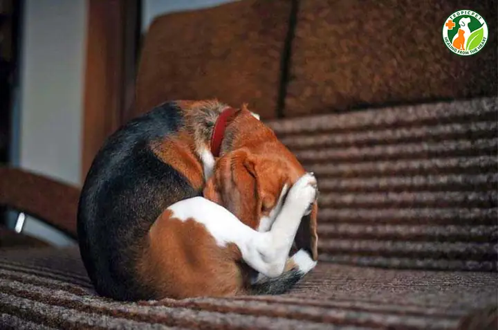 Nguyên Nhân Khiến Bộ Phận Sinh Dục Của Chó Đực Bị Sưng