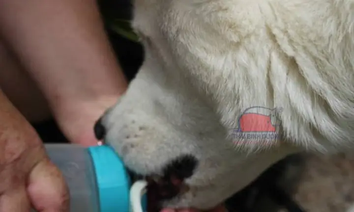 Thức Ăn Tươi Nhiều Canxi