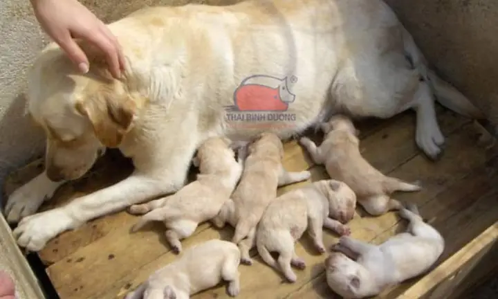 Bổ Sung Canxi Cho Chó Mẹ Sau Sinh