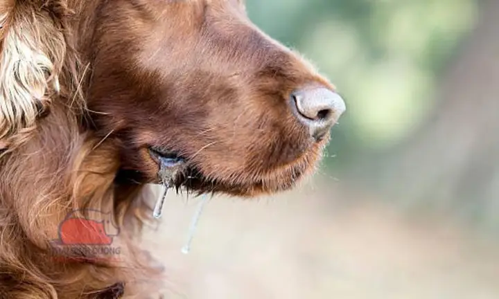 Nguyên Nhân Và Dấu Hiệu Nhận Biết Chó Mẹ Thiếu Canxi