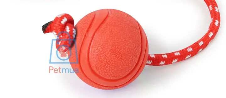 Lợi Ích Của Nóng Cao Su Dây Cắn Gặm Huấn Luyện Chó