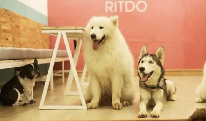 Ritdo Â Pet Cafe & Spa