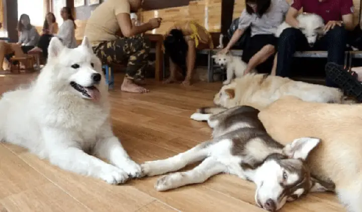 Bá»p & Báº¹p Milk Tea Station Â Quã¡n Cã Phãª Chã³ Á»â Äã Náºµng