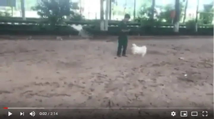 Các Bài Huấn Luyện Chó