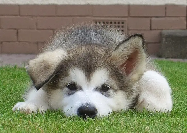 Đặc Điểm Tổng Quan Về Chó Alaska Husky Và Nền Tảng Sức Khỏe