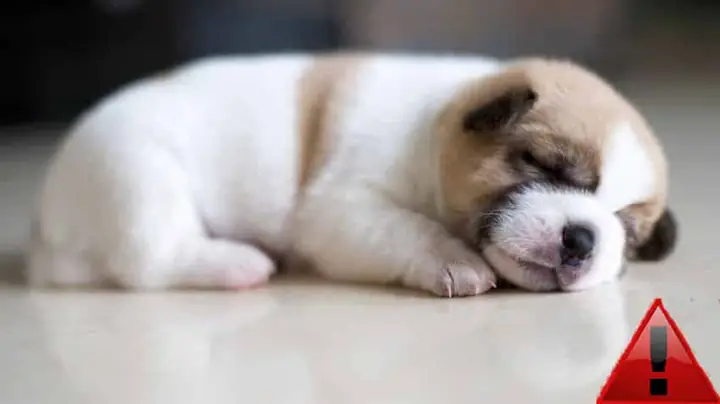 Độ Tuổi Mắc Bệnh Parvo Độ Tuổi Mắc Bệnh Parvo