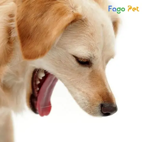 Bệnh Ho Cũi Ở Chó