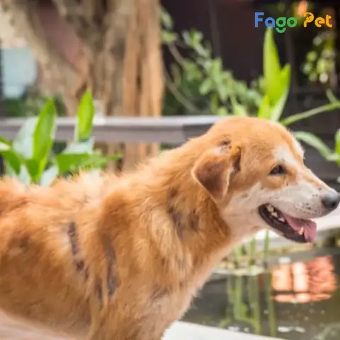 Bệnh Thường Gặp Ở Chó: Bệnh Viêm Da