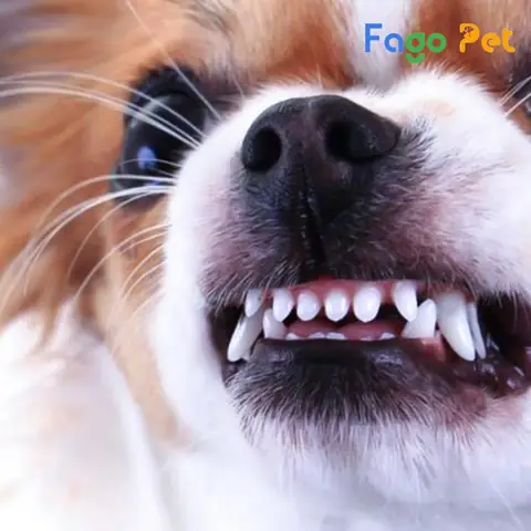 Chó Chihuahua Bị Bệnh Dại