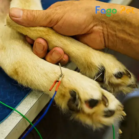 Bệnh Xương Khớp Thường Gặp Ở Chó