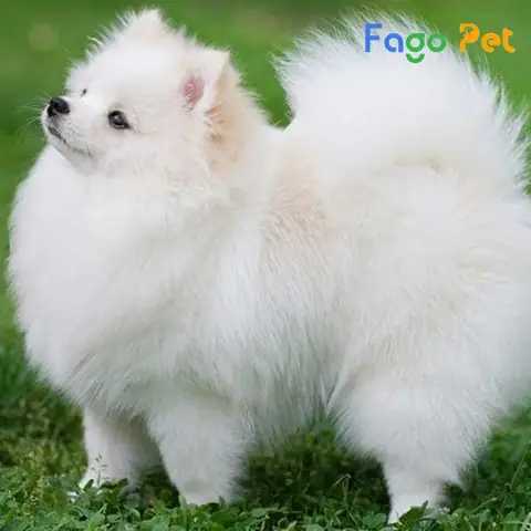 Phương Pháp Phòng Tránh Bệnh Cho Phốc Sóc Phương Pháp Phòng Tránh Bệnh Cho Phốc Sóc