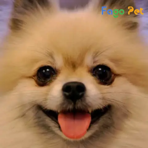 Chó Phốc Sóc Thường Mắc Các Bệnh Nào? Chó Phốc Sóc Thường Mắc Các Bệnh Nào?