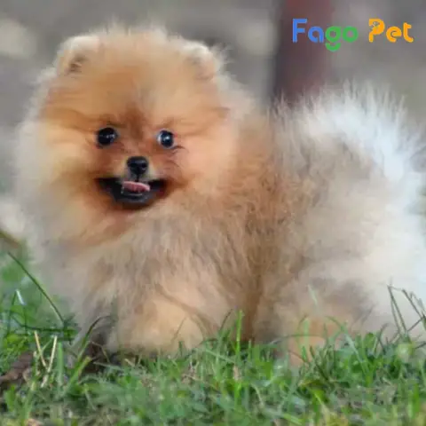 Bệnh Về Hô Hấp