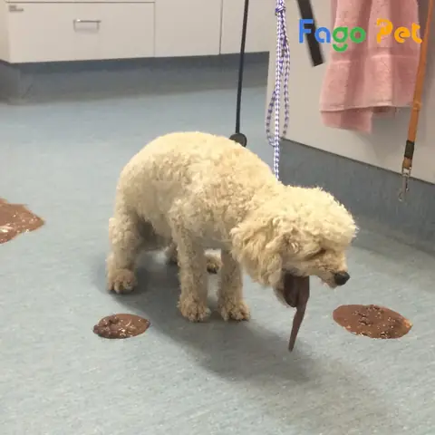 Bệnh Viêm Đường Ruột Cấp Ở Chó Poodle