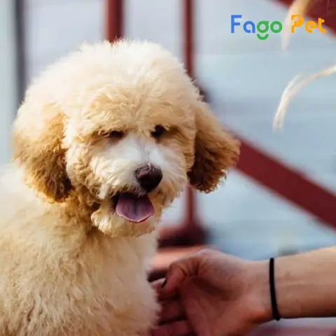 Các Bệnh Loạn Sản Xương Khuỷu Ở Poodle