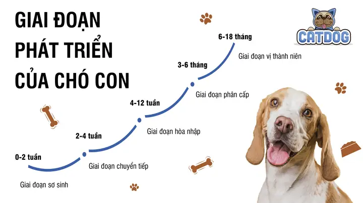 Các Giai Đoạn Phát Triển Của Chó