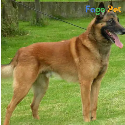 Địa Chỉ Bán Chó Becgie Uy Tín Giá Tốt