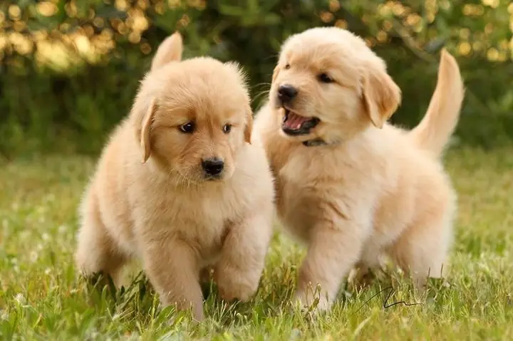Chó Golden Retriever:
