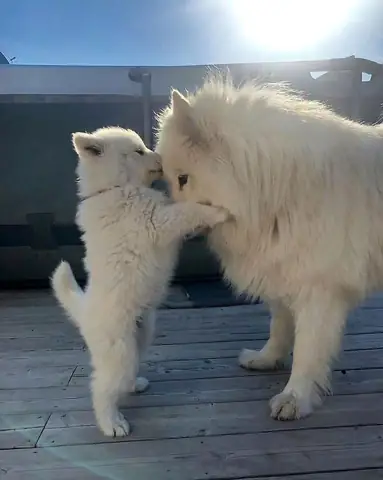 Chó Samoyed: