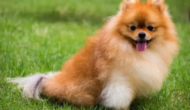 Chó Pomeranian: