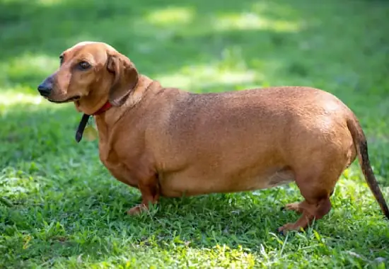 10. Chó Dachshund: