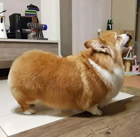 Chó Corgi:
