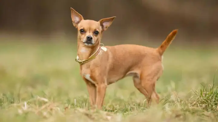 Giống Chó Nào Được Coi Là Đẹp Nhất Ở Việt Nam? Giống Chó Nào Được Coi Là Đẹp Nhất Ở Việt Nam?