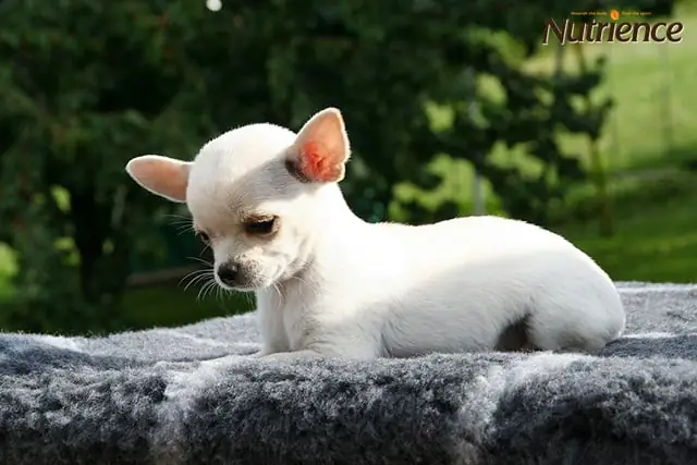 Giống Chó Nào Được Coi Là Đẹp Nhất Ở Việt Nam? Giống Chó Nào Được Coi Là Đẹp Nhất Ở Việt Nam?