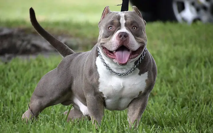 Giống Chó Nào Được Coi Là Đẹp Nhất Ở Việt Nam? Giống Chó Nào Được Coi Là Đẹp Nhất Ở Việt Nam?