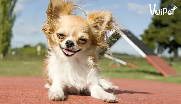 Chó Chihuahua (chó Kiquaqua)